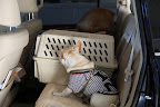 Who's in there?  I can't see into the crate!