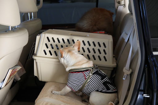 Who's in there?  I can't see into the crate!