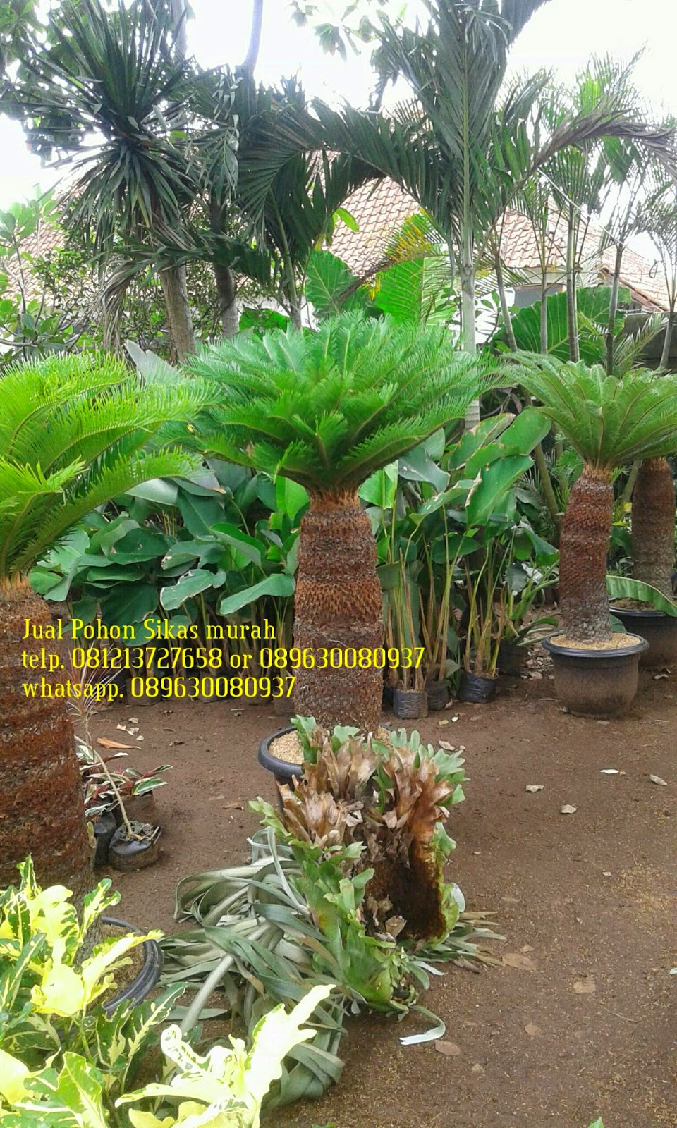 Gambar Pohon Sikas | Pakis Haji | Jual Pohon Sikas Murah | Tukang Taman