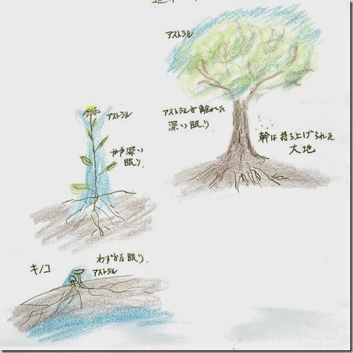 植物によって眠りが違う 植物によって眠りが違う