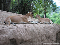 Goats in the Village