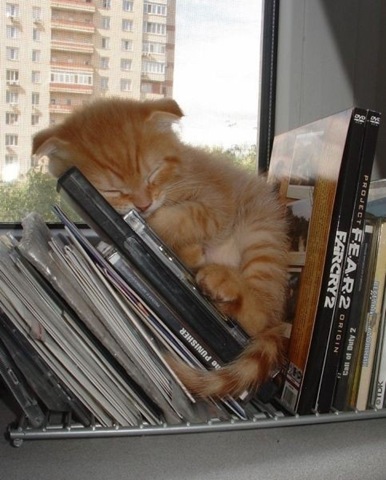 [tired-cute-animals-6%255B2%255D.jpg]