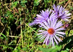 1309100 Sep 24 Purple Wildflower