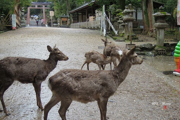 奈良 春日大社&奈良公園(なら)