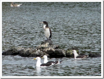 Pied Shag at Western Springs domain Auckland.