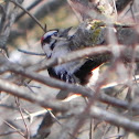 Downy Woodpecker
