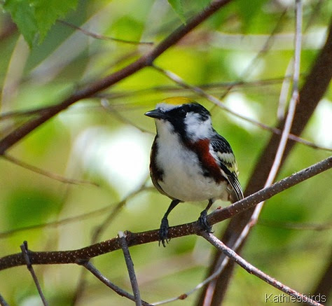 4. chestnut-sided warbler-kab 4. chestnut-sided warbler-kab