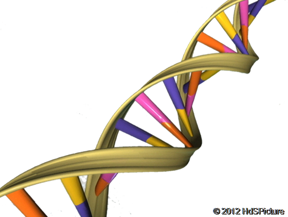 DNA Double Helix