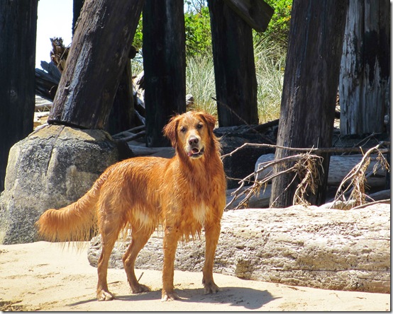 BeachTrestleWally BeachTrestleWally