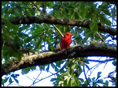 01 - Summer Tanager