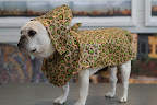 Modeling the Latest Fashions From PetSmart