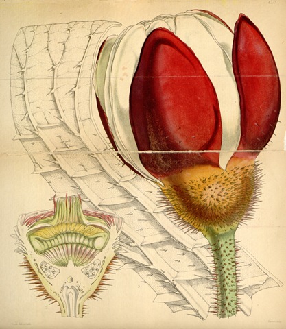 [Curtis%2527s_Botanical_Magazine%252C_Plate_4277_%2528Volume_73%252C_1847%2529%252C_reduced%255B3%255D.jpg]