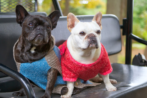 Oh Francesca, it's really beginning to get chilly! I'm so happy Martha got us these warm and stylish Martha Stewart outfits from PetSmart. Let's wander to the summer house terrace and take a few photos. Oh Francesca, it's really beginning to get chilly! I'm so happy Martha got us these warm and stylish Martha Stewart outfits from PetSmart. Let's wander to the summer house terrace and take a few photos.