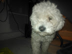 BORONITA es una hembra de 10 meses es un poco tímida pero solo es cuestión de que te conozca es muy linda
