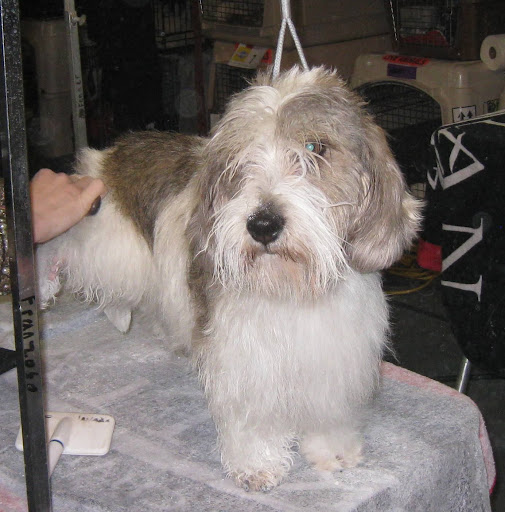 Petits Bassets Griffons Vendeen