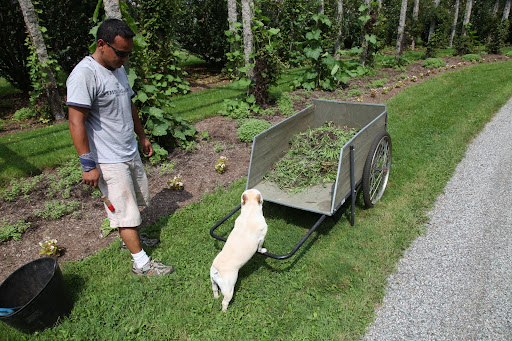 Wow!  We've really pulled a lot of weeds today.