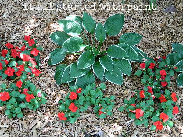 [Hosta_and_red_impatiens%255B6%255D.jpg]