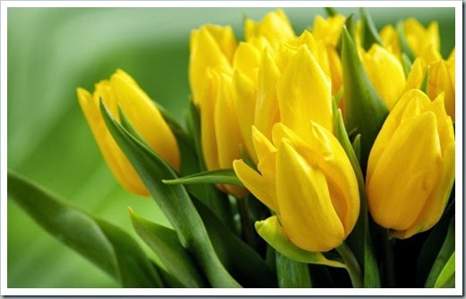 yellow-tulips-hd_tn2