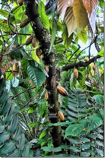 coco tree coco tree