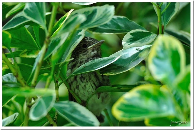 DSC_7782 DSC_7782