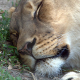 2011-05-01 - big zoom, small zoo