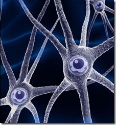 neuronas