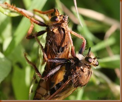 Hoornaarroofvliegen