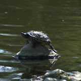 2011-08-04_025