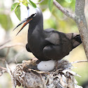 Black Noddy Tern