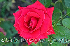 8   - Glória Ishizaka - Rosas do Jardim Botânico Nagai - Osaka