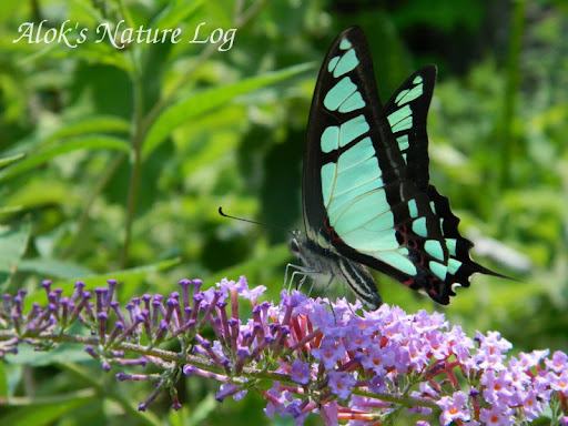 Papilionidae%25252c%252520graphium%252520cloanthus%25252c%252520glassy%252520bluebottle