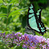Papilionidae%25252c%252520graphium%252520cloanthus%25252c%252520glassy%252520bluebottle