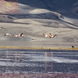 Arica - Parque Nacional Lauca (47 de 48).jpg