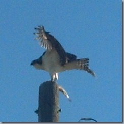 osprey