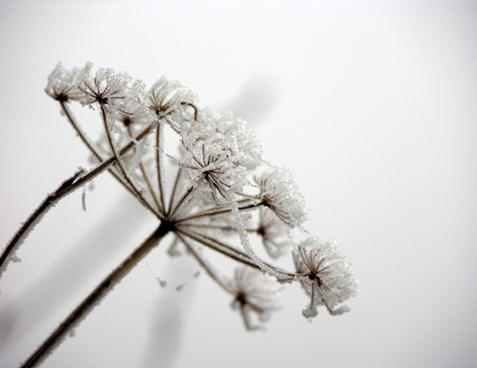 8 frost