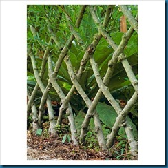 live willow fence