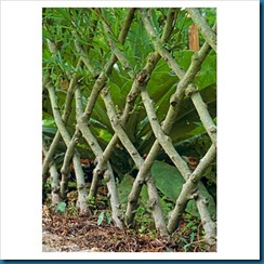 live willow fence live willow fence