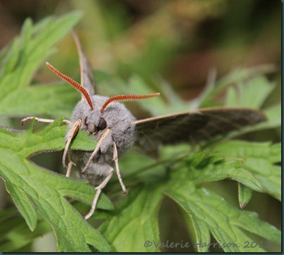 Poplatr-Hawk-Moth-4