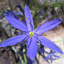 common camas