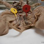 fetal_pig_epididymus.JPG