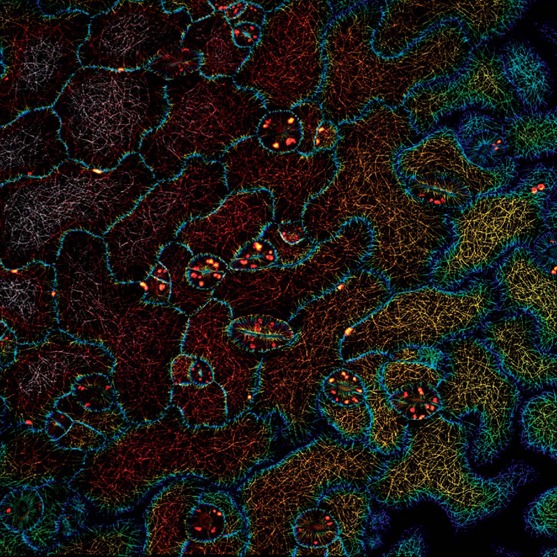 [fractal%255B4%255D.jpg]