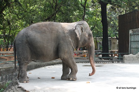 manila zoo 34