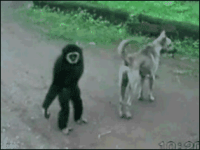 ninja ninja