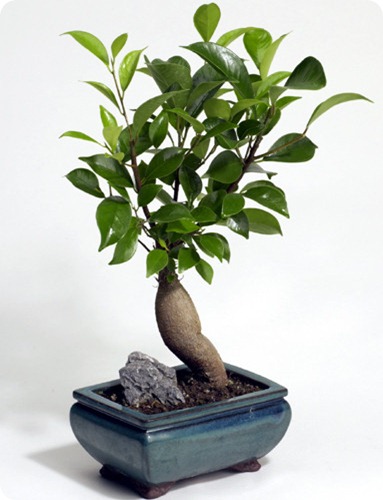 ficus_bonsai ficus_bonsai