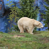 Femea de urso polar no Zoo - Toronto, Ontario, Canadá