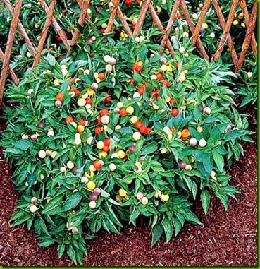 Capsicum annuum v ceraciforme Capsicum annuum v ceraciforme