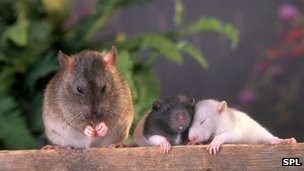 [_67269600_c0144271-female_rat_and_her_young-spl%255B3%255D.jpg]