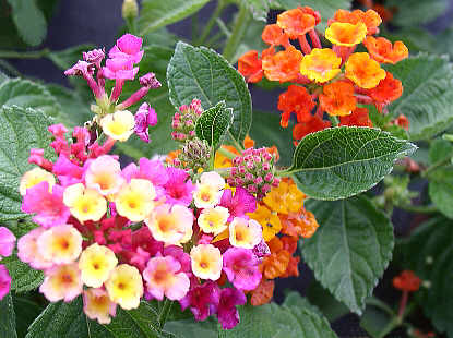 [image22.png]