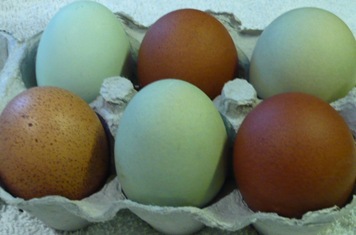 speckled eggs