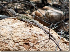 Greater Earless Lizard 5-10-2011 9-49-53 AM 1216x891